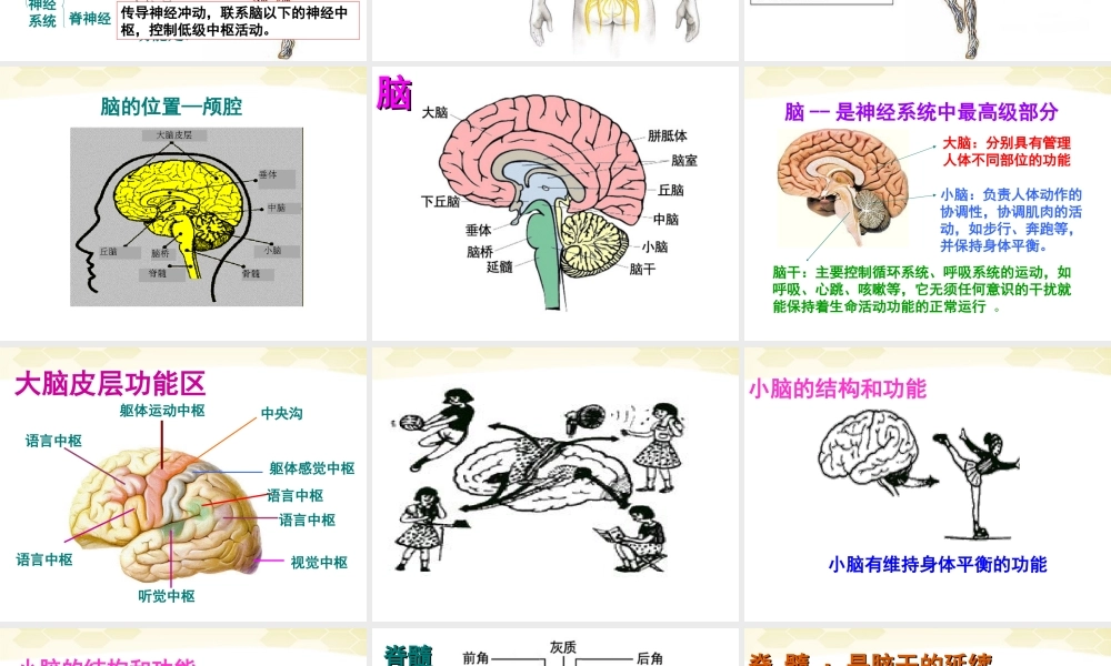 七年级生物下册_神经系统的组成课件__人教新课标版.ppt