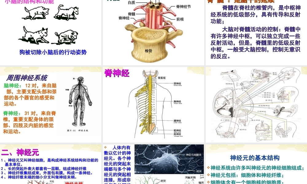 七年级生物下册_神经系统的组成课件__人教新课标版.ppt