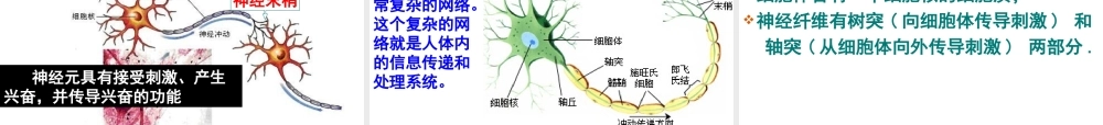七年级生物下册_神经系统的组成课件__人教新课标版.ppt