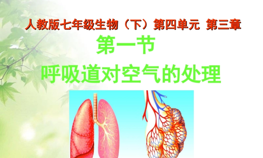 七年级生物下册第一节___呼吸道对空气的处理课件.ppt