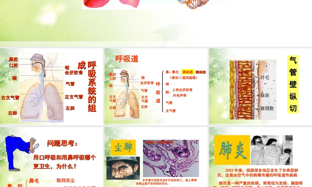 七年级生物下册第一节___呼吸道对空气的处理课件.ppt