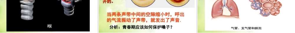七年级生物下册第一节___呼吸道对空气的处理课件.ppt