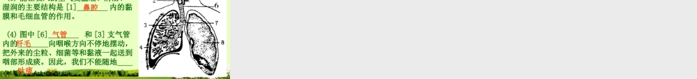 七年级生物下册_第三章_第一节_呼吸道对空气的处理课件_新人教版.ppt