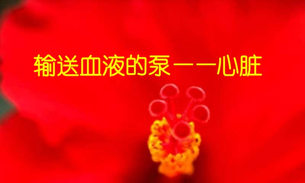 七年级生物下册4.4.3输送血液的泵--心脏课件人教新课标版.ppt