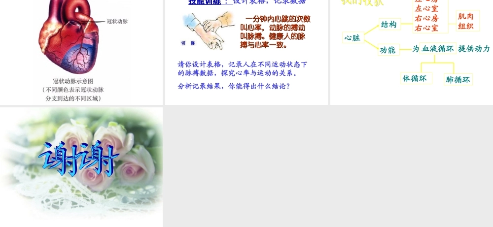 七年级生物下册4.4.3输送血液的泵--心脏课件人教新课标版.ppt