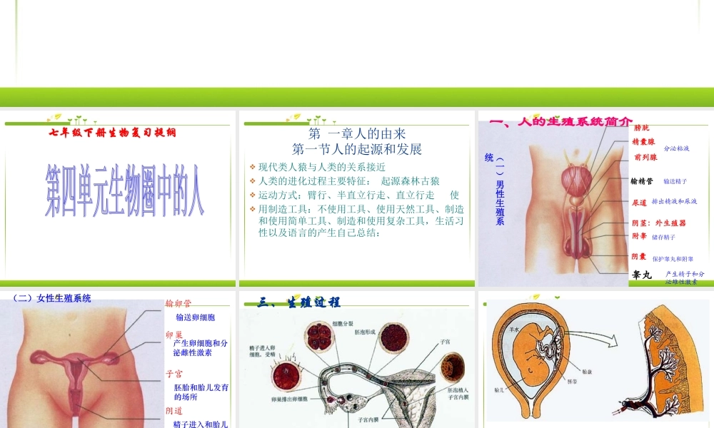 七年级生物下册复习.ppt