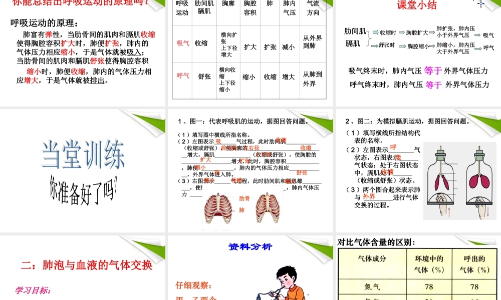 七年级下册生物发生在肺内的气体交换.ppt