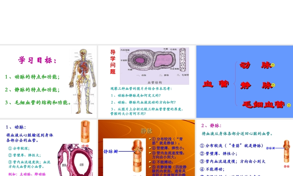 七年级生物下册第四章第二节血流的管道-血管课件_人教版.ppt