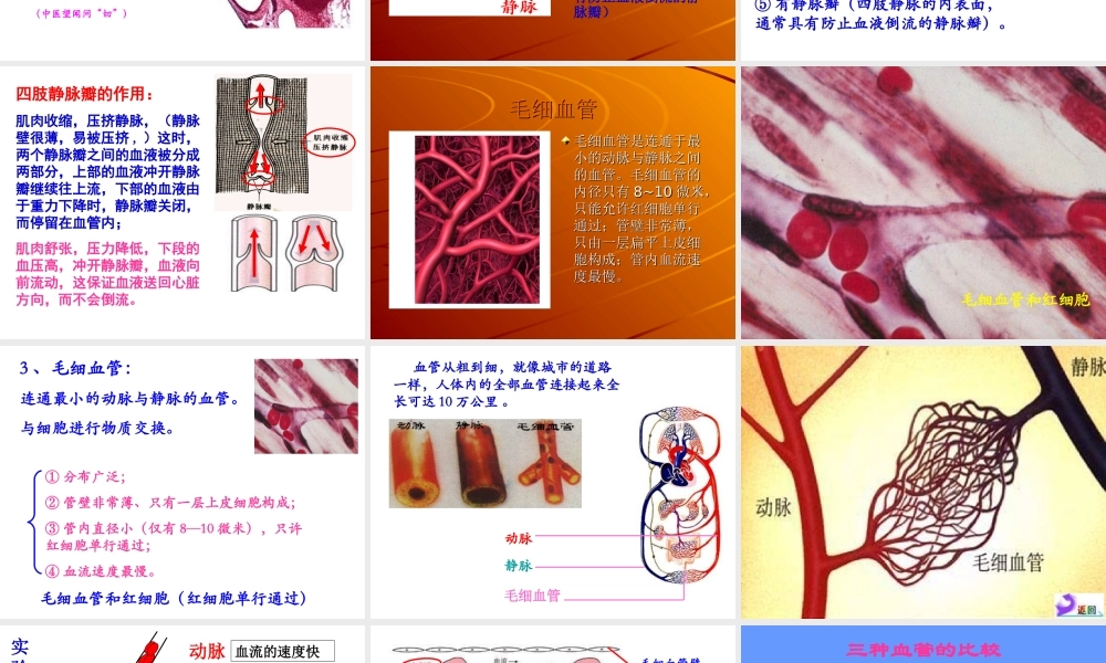 七年级生物下册第四章第二节血流的管道-血管课件_人教版.ppt