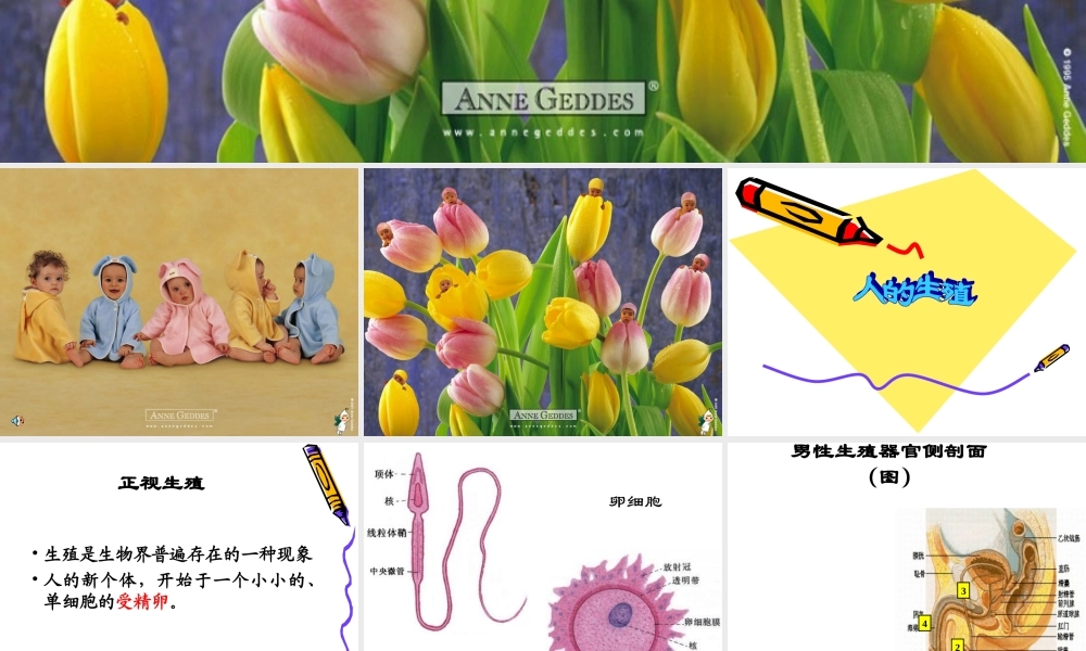 人的生殖 (1).ppt