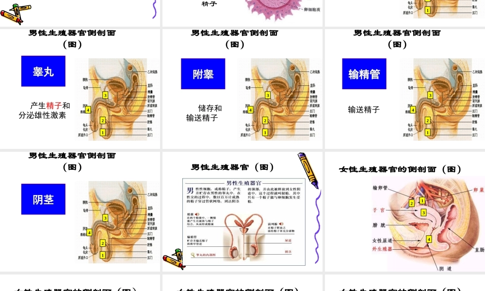 人的生殖 (1).ppt