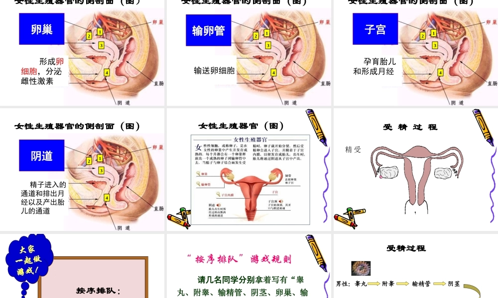人的生殖 (1).ppt