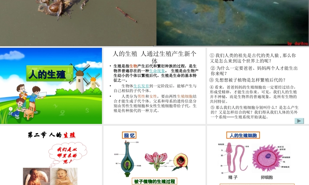 人的生殖.ppt