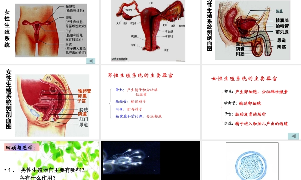 人的生殖.ppt