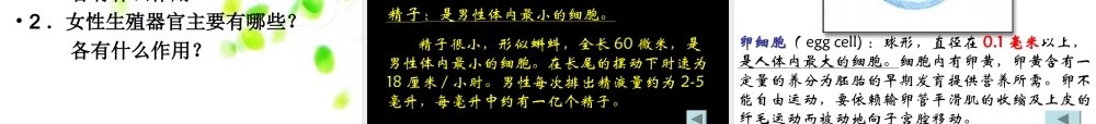 人的生殖.ppt