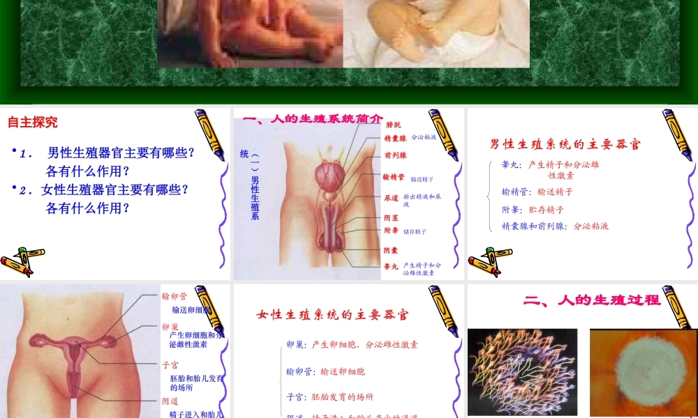人的生殖课件.ppt