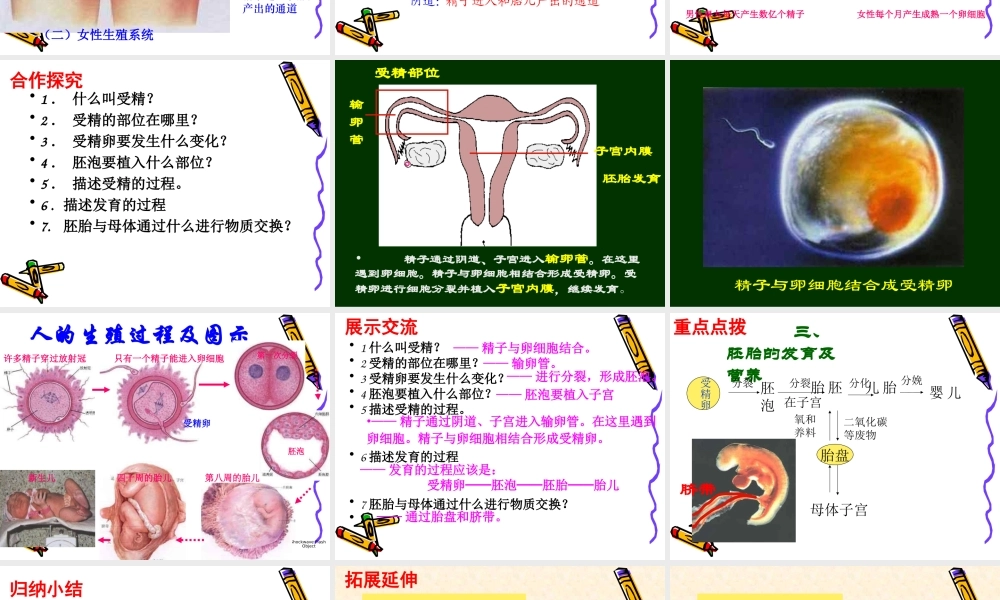 人的生殖课件.ppt