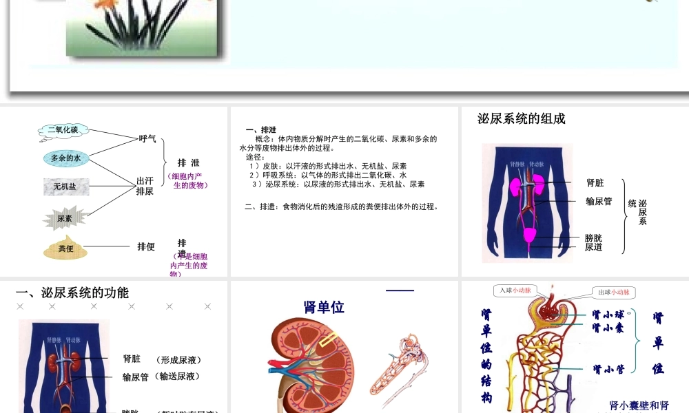 人教版第四单元第五章《人体内废物的排出》复习课件.ppt