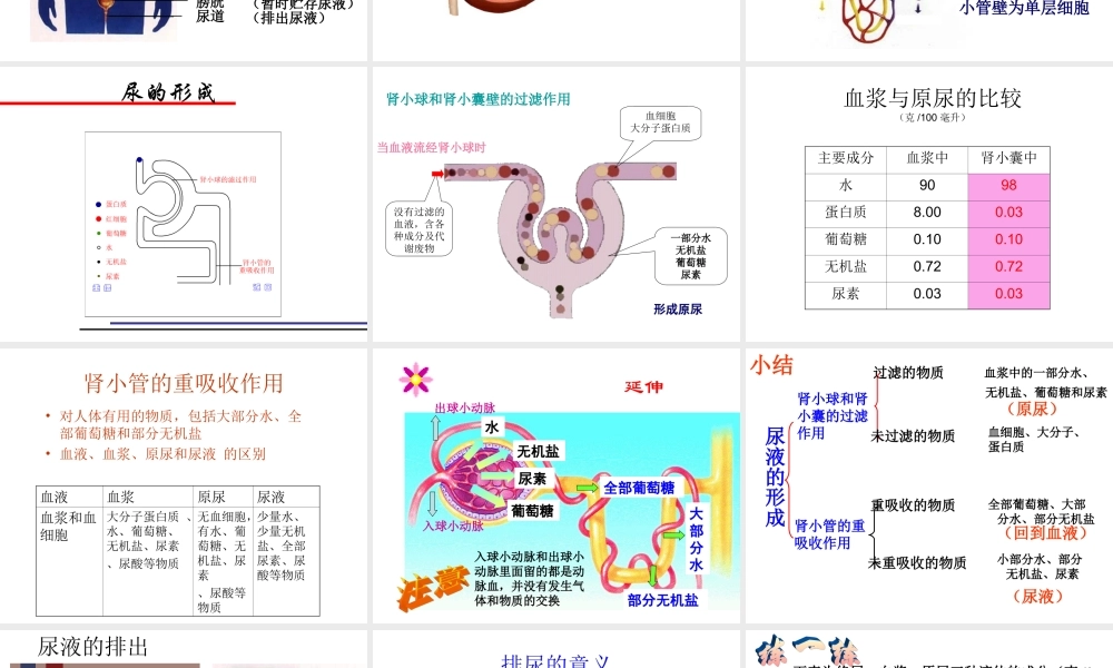 人教版第四单元第五章《人体内废物的排出》复习课件.ppt