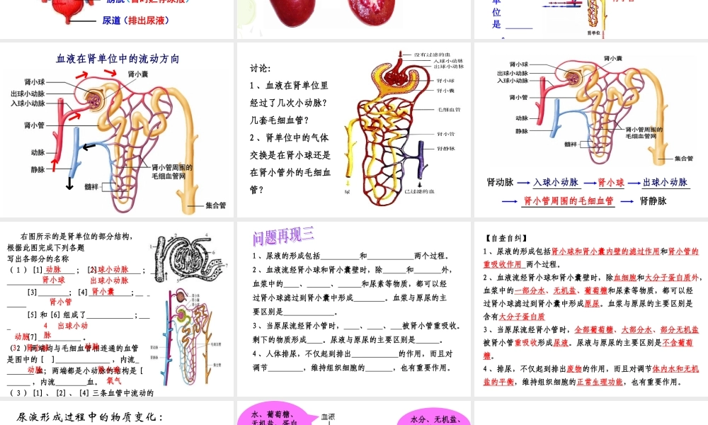 人体内废物的排出.ppt