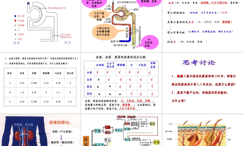 人体内废物的排出.ppt