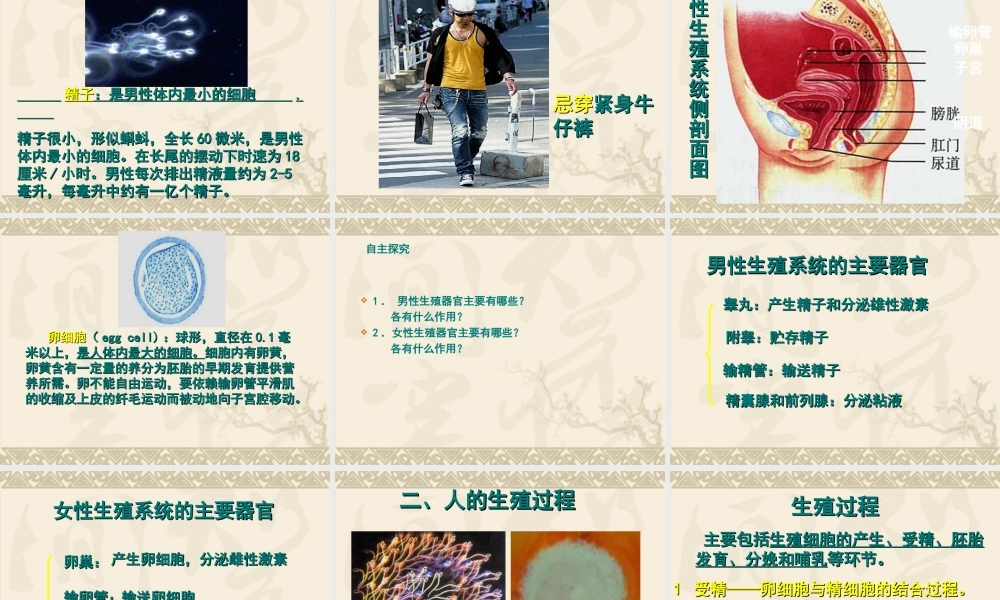 生物：1.2《人的生殖》课件(人教版七年级下).ppt