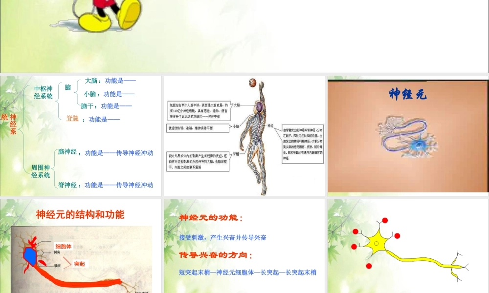 神经系统的组成2.ppt