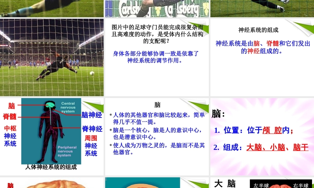 神经系统的组成 (1).ppt