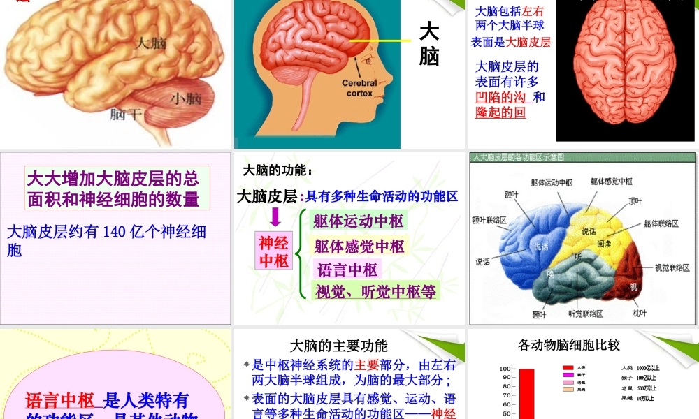 神经系统的组成 (1).ppt