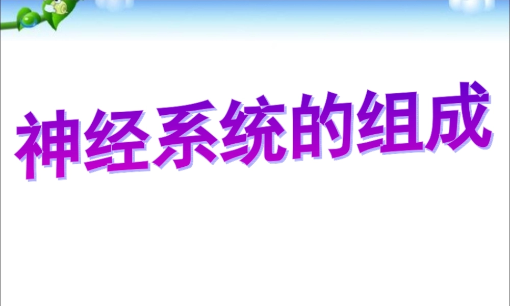 神经系统的组成.ppt