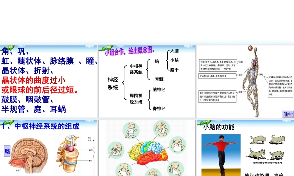 神经系统的组成.ppt