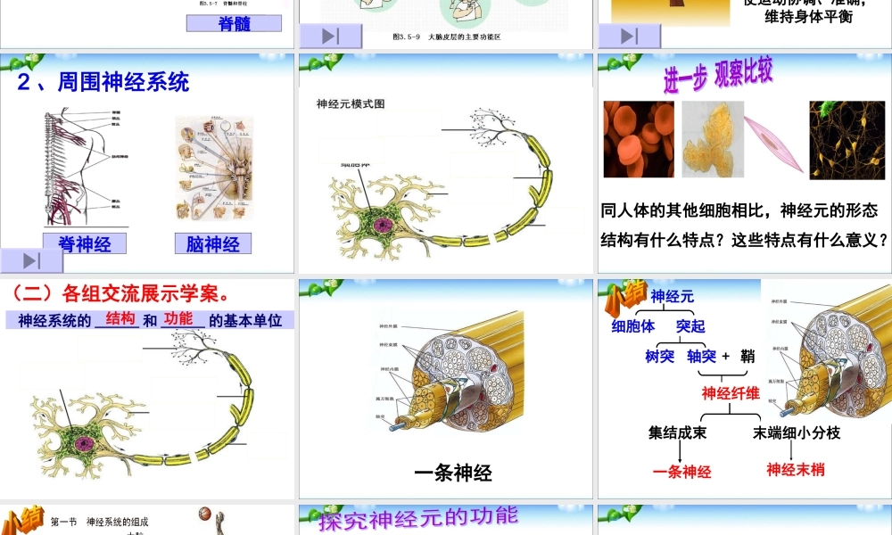 神经系统的组成.ppt