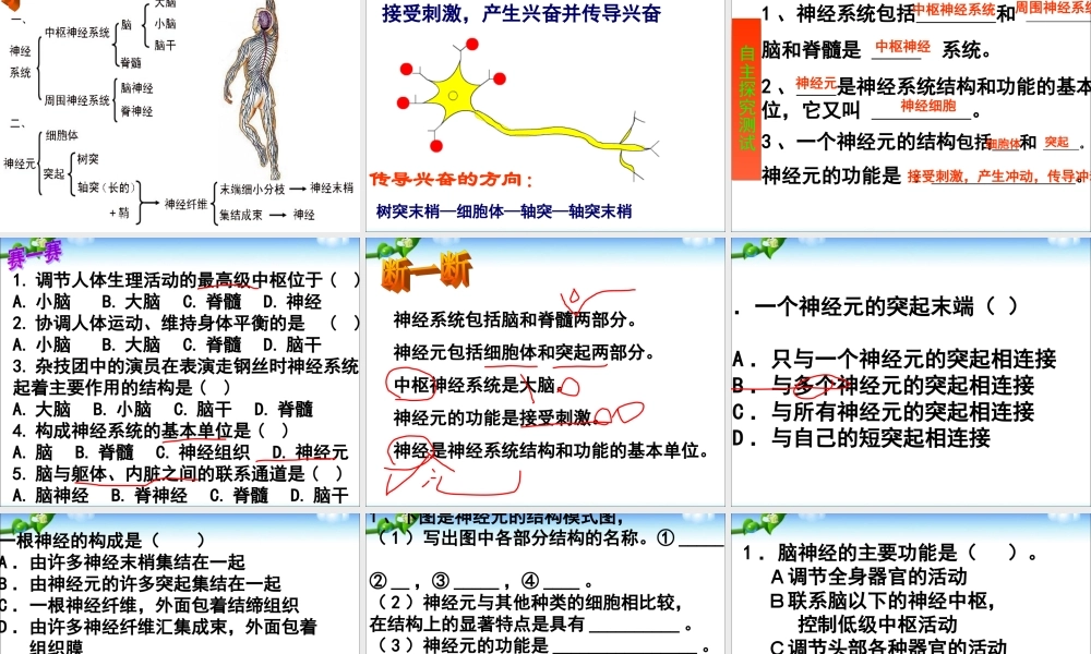 神经系统的组成.ppt