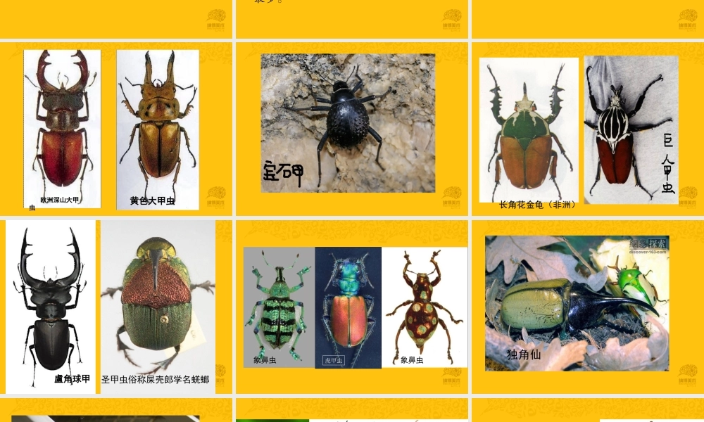 陶气小泥 甲虫【jiaoyupan.com教育盘】.ppt