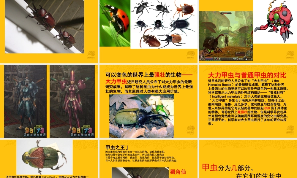 陶气小泥 甲虫【jiaoyupan.com教育盘】.ppt