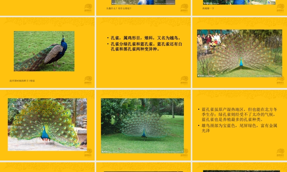 陶气小泥 孔雀.ppt