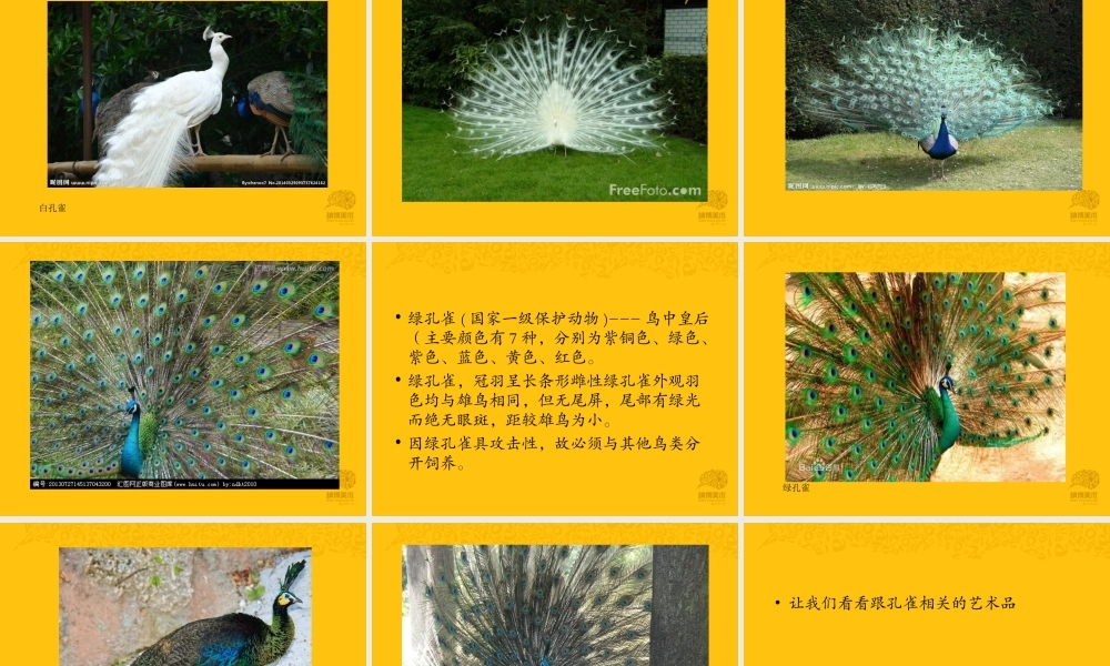 陶气小泥 孔雀.ppt