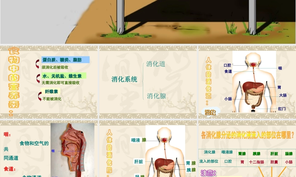 消化和吸收(新版人教版).ppt