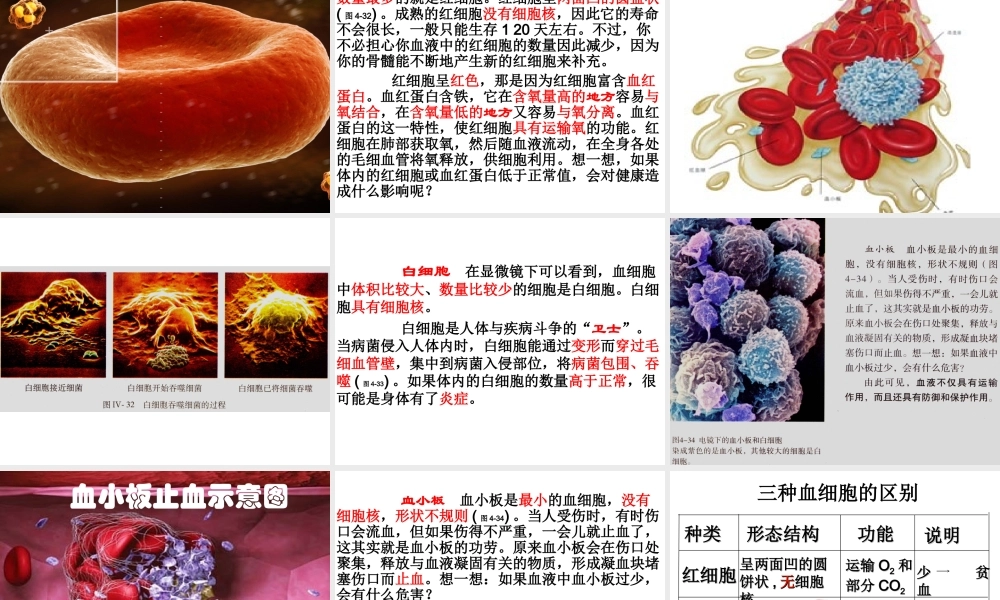 新教材-流动的组织血液-佛山谢永红.ppt