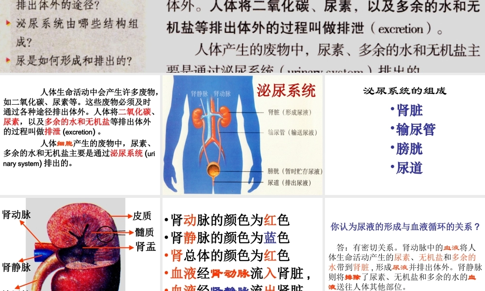 新教材-人体内废物的排出-佛山谢永红.ppt