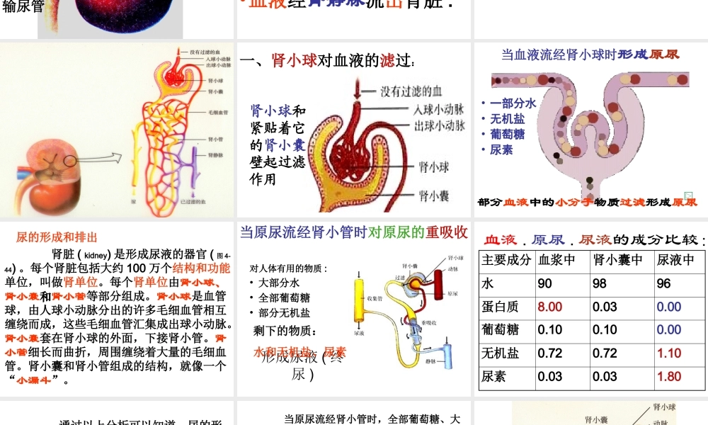 新教材-人体内废物的排出-佛山谢永红.ppt