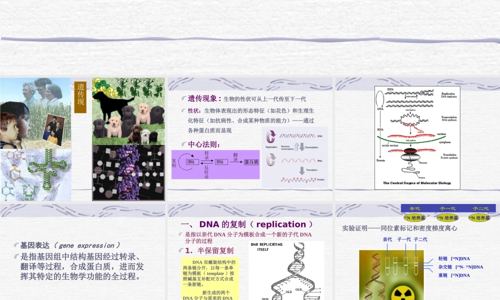 遗传信息的传递(1).ppt