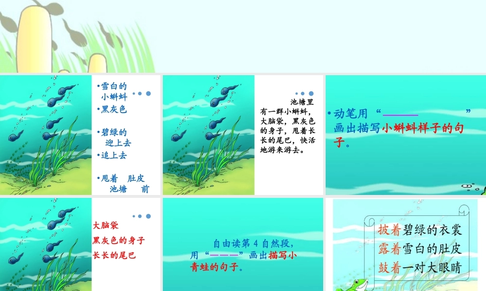 （课堂教学课件3）小蝌蚪找妈妈(1).pptx