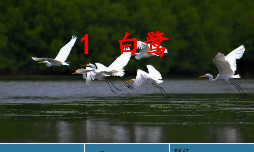 1 白鹭(1).pptx