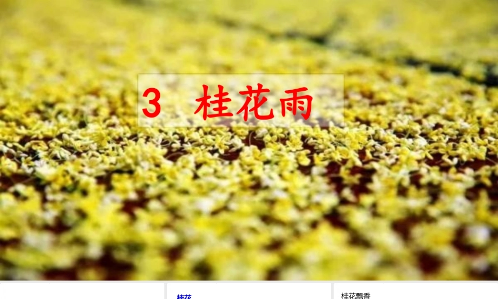 3 桂花雨(2).pptx