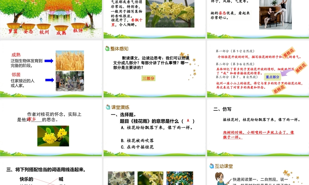 3 桂花雨(2).pptx