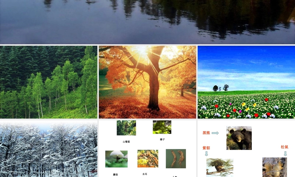 20 美丽的小兴安岭2.pptx