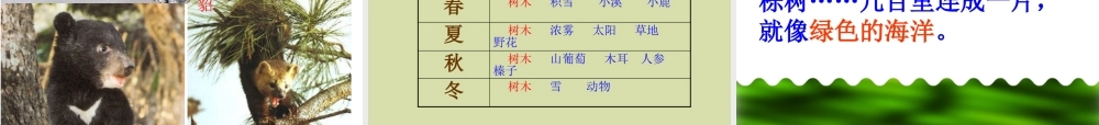 20 美丽的小兴安岭2.pptx