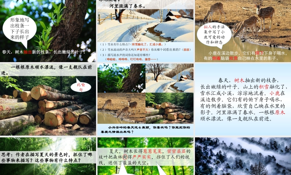 20 美丽的小兴安岭3.pptx