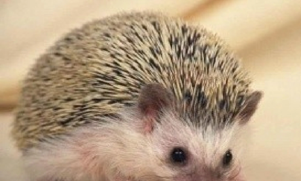 23 带刺的朋友1.pptx